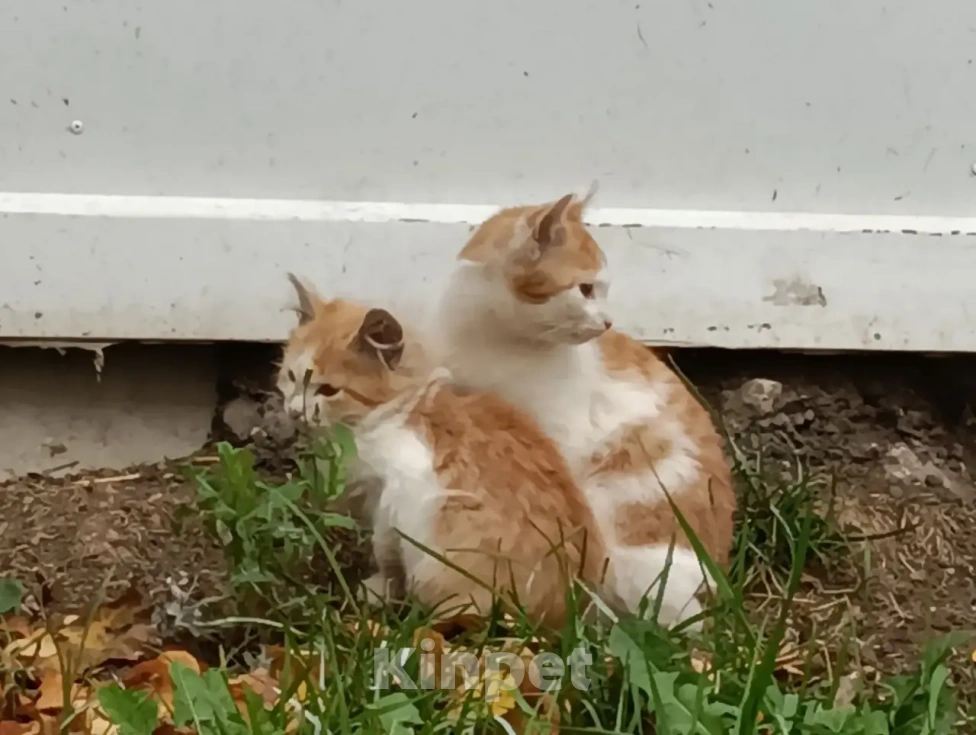 Кошки в Москве: Котята бобтейлы в добрые руки Мальчик, Бесплатно - фото 3