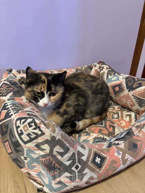 Кошки в Москве: Котенок Яшма Девочка, Бесплатно - фото 3