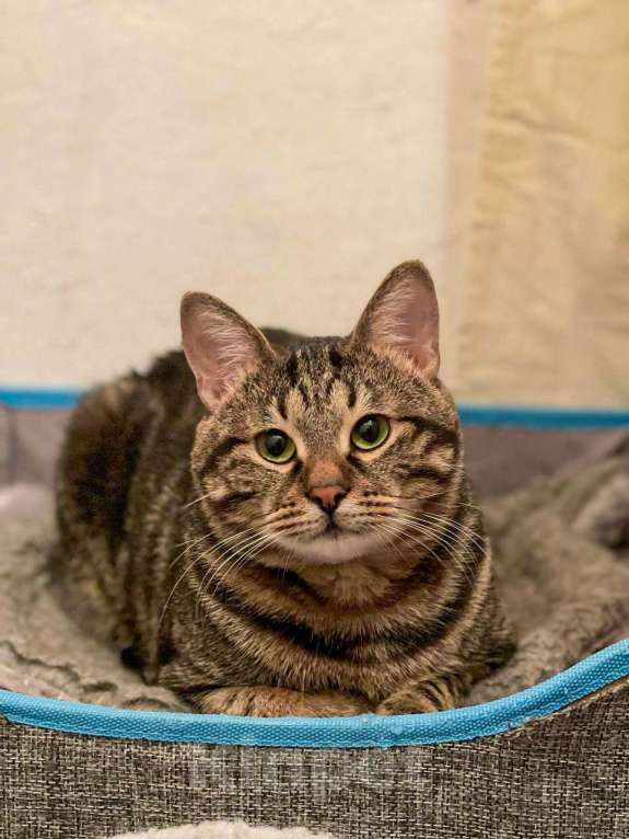 Кошки в Москве: Котик Тор из Марвел Мальчик, Бесплатно - фото 3