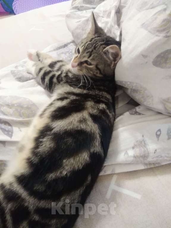 Кошки в Санкт-Петербурге: Мелкий из под колес Мальчик, Бесплатно - фото 2