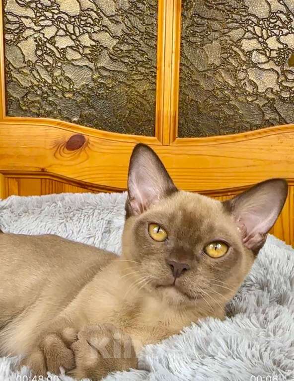 Кошки в других городах Московской области: Котенок Европейской бурмы Мальчик, 75 000 руб. - фото 1