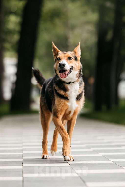 Собаки в Москве: Красавец Ник ищет дом Мальчик, Бесплатно - фото 3