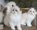 Кошки в Владивостоке: Рэгдолл Мальчик, 95 000 руб. - фото 2