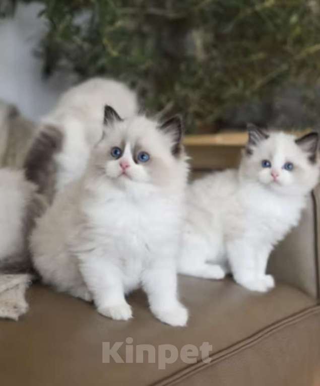 Кошки в Владивостоке: Рэгдолл Мальчик, 95 000 руб. - фото 2