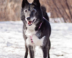 Собаки в Москве: Ласковая домашняя Лика мечтает вновь обрести семью Девочка, Бесплатно - фото 3