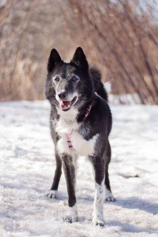 Собаки в Москве: Ласковая домашняя Лика мечтает вновь обрести семью Девочка, Бесплатно - фото 3