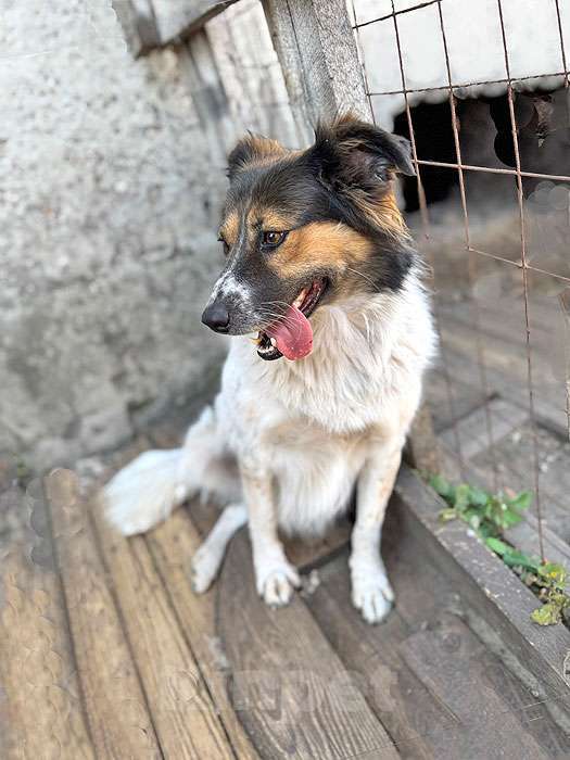 Собаки в Липецке: Ищем дом для Санты, собаки светлой души Девочка, 10 руб. - фото 5