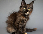Кошки в других городах Воронежской области: Indira Drak Flame Девочка, 50 000 руб. - фото 3