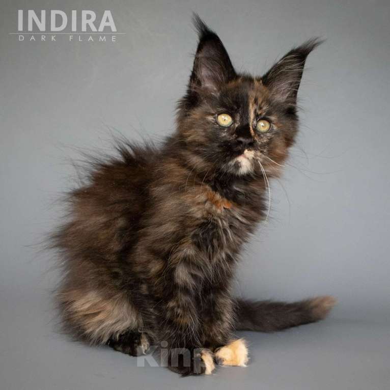 Кошки в других городах Воронежской области: Indira Drak Flame Девочка, 50 000 руб. - фото 3