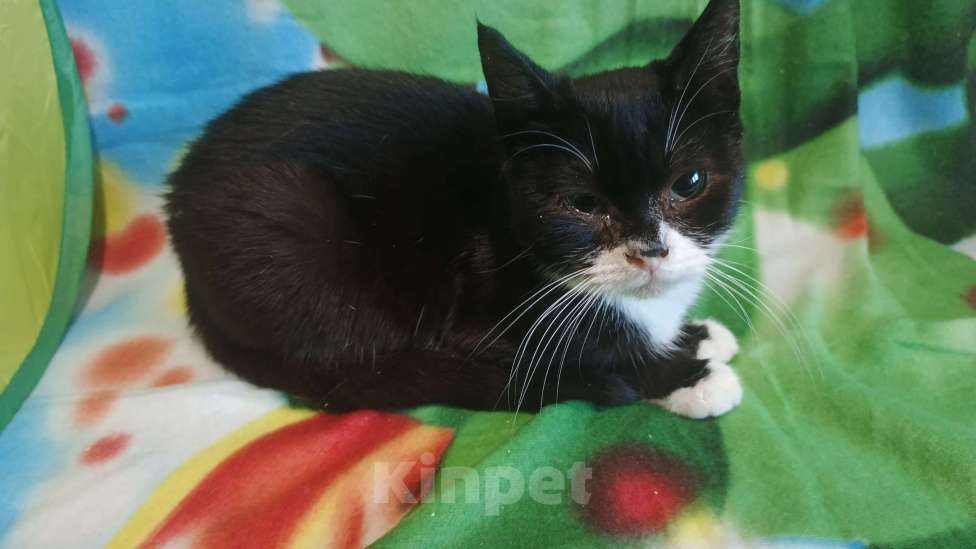 Кошки в Санкт-Петербурге: Фросик Мальчик, Бесплатно - фото 2