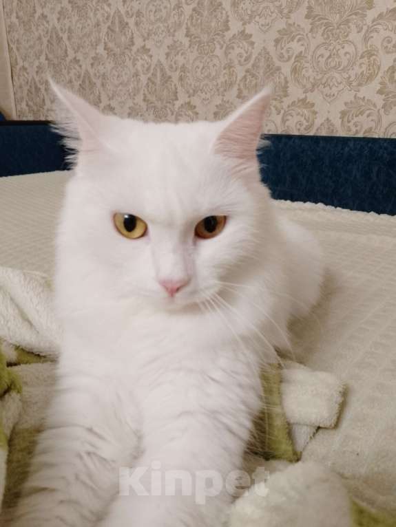 Кошки в других городах Красноярского края: потерялась кошка!!!  Девочка, Бесплатно - фото 1