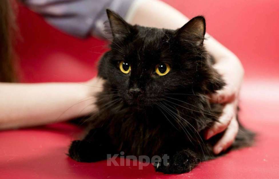Кошки в Ивантеевке: Кошечка в добрые руки Девочка, Бесплатно - фото 1
