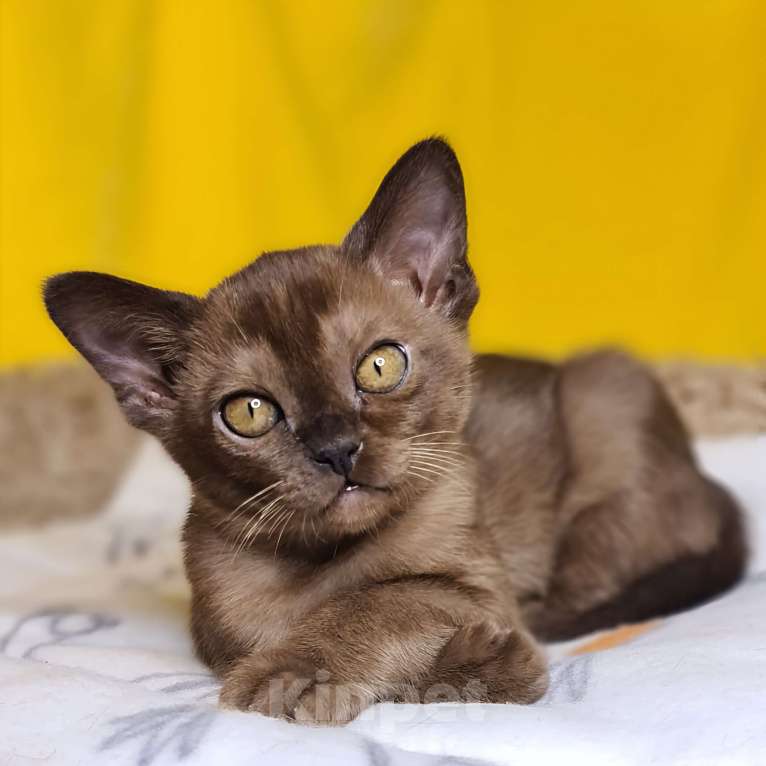 Кошки в Ростове-на-Дону: Европейская Бурма котята Девочка, Бесплатно - фото 1