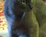 Кошки в Балашихе: Потерялся котик Балашиха м-н Железнодорожный Мальчик, 5 руб. - фото 2