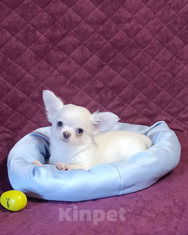 Собаки в Москве: Зефирчик Мальчик, 50 000 руб. - фото 1