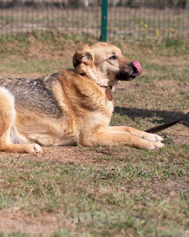 Собаки в Москве: Ждет ВАс заобнимать Девочка, Бесплатно - фото 4