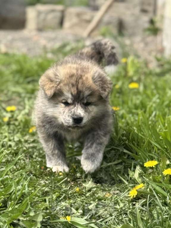 Собаки в Новосибирске: Шикарный тигренок-акитенок Мальчик, 80 000 руб. - фото 4