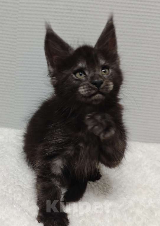 Кошки в Туле: Мейн-кун мальчик  Мальчик, 40 000 руб. - фото 2