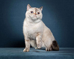 Кошки в Тюмени: Экзот девочка, экзотические короткошерстные котята Девочка, Бесплатно - фото 3