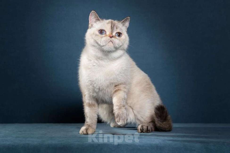 Кошки в Тюмени: Экзот девочка, экзотические короткошерстные котята Девочка, Бесплатно - фото 3