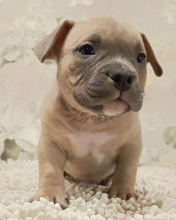 Собаки в Новосибирске: щенки американского булли Разнополые, Бесплатно - фото 2