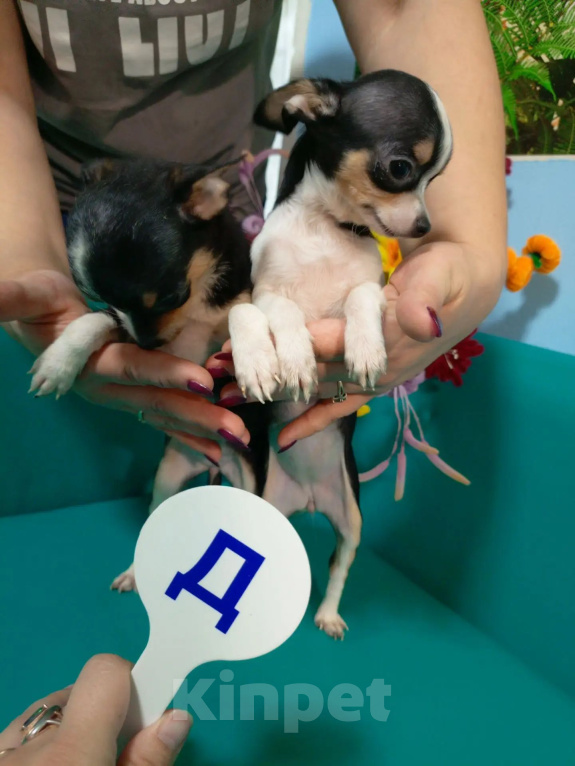 Собаки в Москве: Щенки чихуахуа Девочка, 35 000 руб. - фото 7