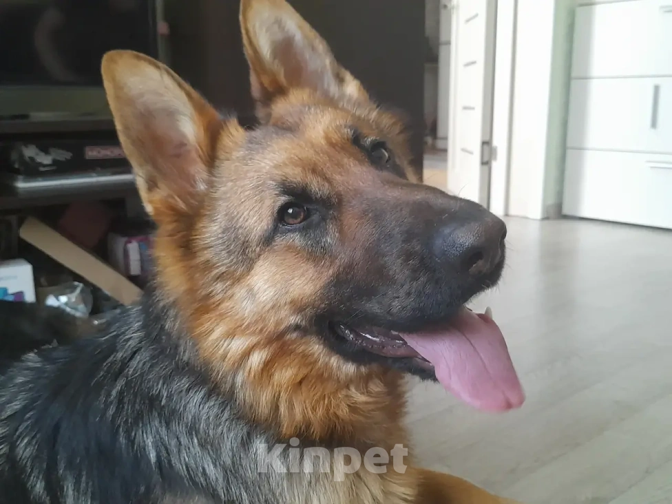 Собаки в Екатеринбурге: Продажа Девочка, 15 000 руб. - фото 2