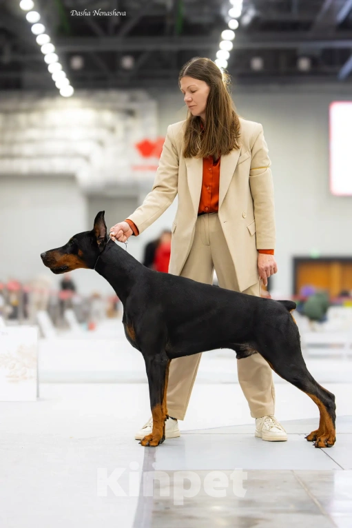 Собаки в Ейске: Добермвн вязка Мальчик, 30 000 руб. - фото 6