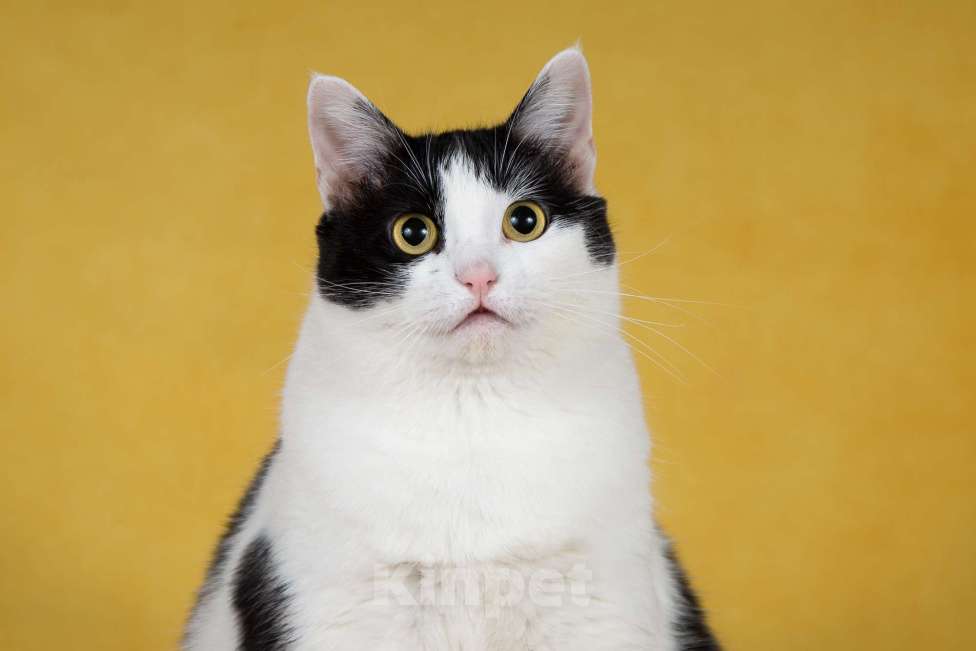 Кошки в Москве: Кошка-плюшка Юла в добрые руки! Девочка, Бесплатно - фото 2