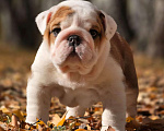 Собаки в Воронеже: Щенок английского бульдога Девочка, Бесплатно - фото 1