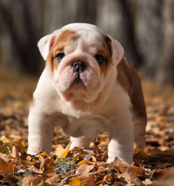 Собаки в Воронеже: Щенок английского бульдога Девочка, Бесплатно - фото 1