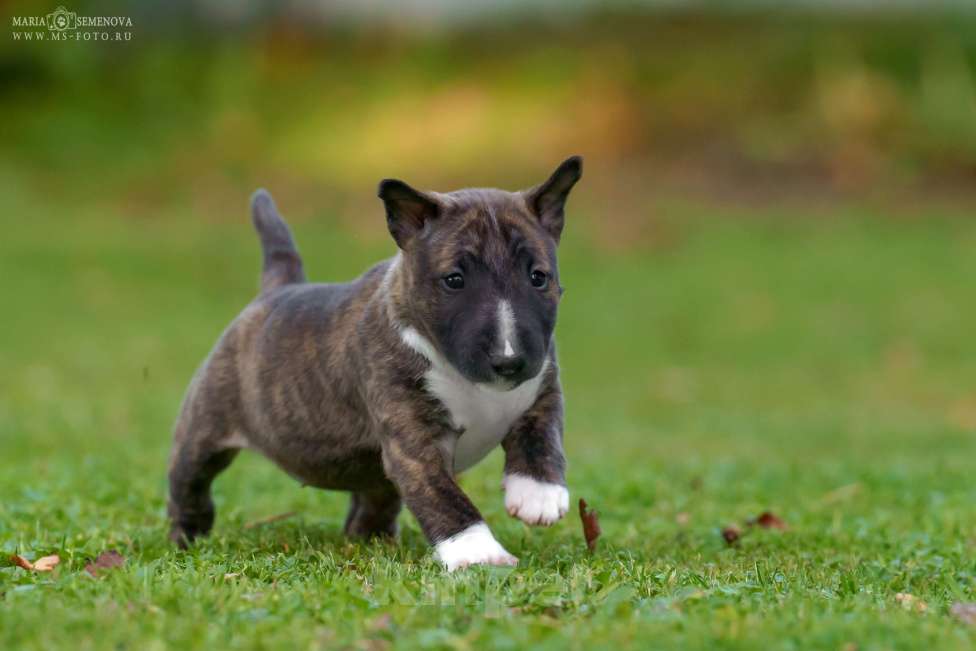 Собаки в Москве: Миниатюрный бультерьер щенок Девочка, Бесплатно - фото 2