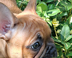 Собаки в других городах Краснодарского края: Французский бульдог мальчик Мальчик, 45 000 руб. - фото 5