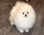 Собаки в Москве: Супер пушистик шпица Мальчик, 75 000 руб. - фото 2