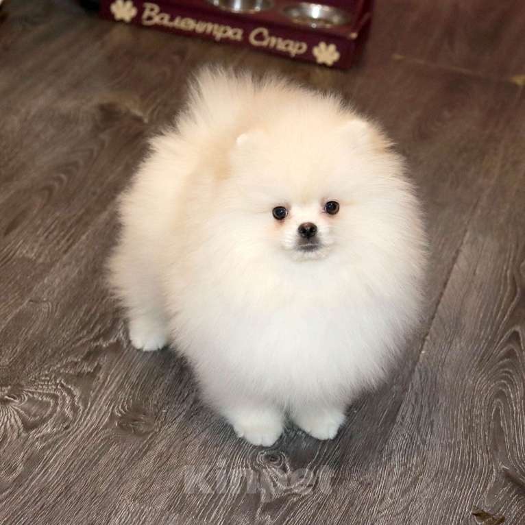 Собаки в Москве: Супер пушистик шпица Мальчик, 75 000 руб. - фото 2