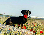Собаки в Севастополе: Вязка, 5 000 руб. - фото 3
