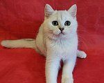 Кошки в Палласовке: Муром предлагается, Бесплатно - фото 1