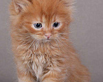 Кошки в Ливны: Рыжие сибирские котята, 9 000 руб. - фото 1