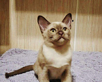 Кошки в Ливны: Шикарная Красотка Европейская Бурма, 40 000 руб. - фото 1