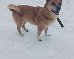 Собаки в Москве: Метис чихуахуа Жуля в дар Девочка, Бесплатно - фото 2