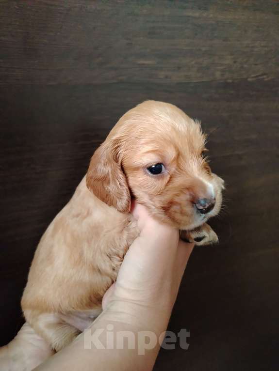 Собаки в Димитровграде: Девочка Девочка, 25 000 руб. - фото 3