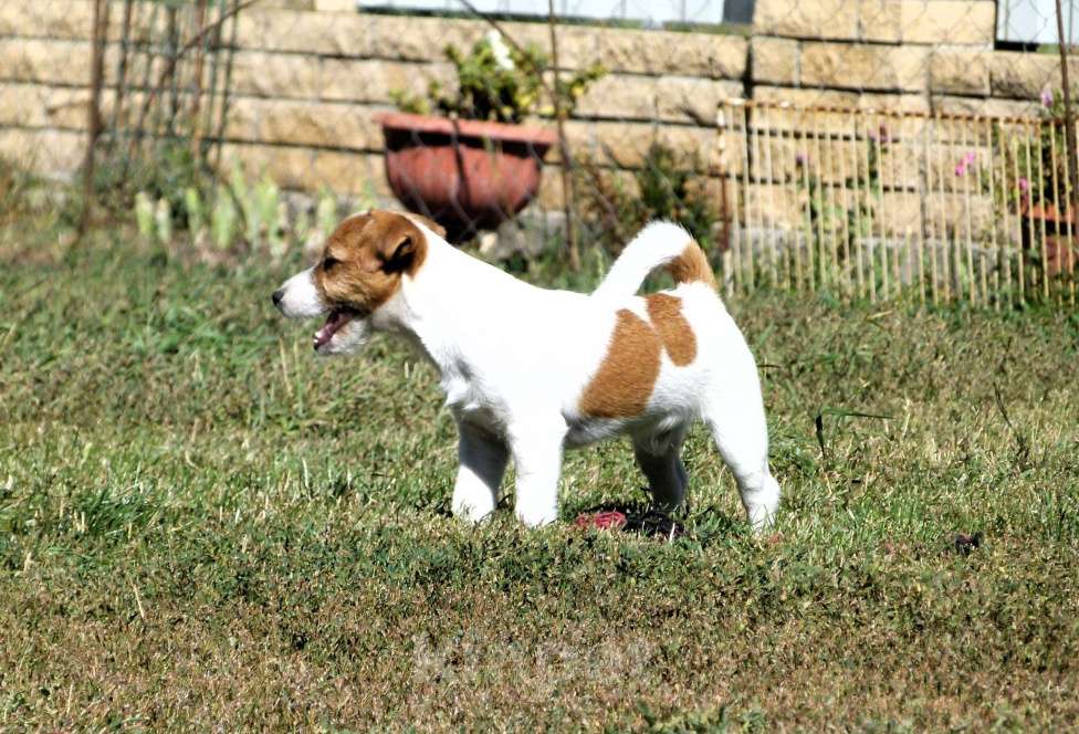 Собаки в других городах Ростовской области: Щенок Джек Рассел Терьера Мальчик, 35 000 руб. - фото 2