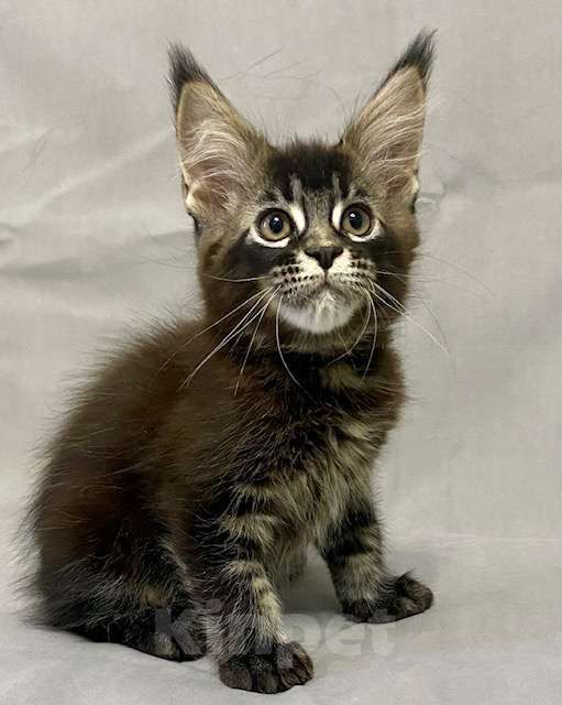 Кошки в Мурманске: Мейн-кун мальчик Мальчик, 50 000 руб. - фото 1