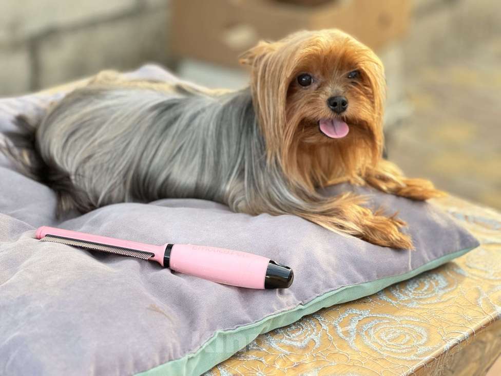 Собаки в Москве: Мини Йорки  Девочка, 18 000 руб. - фото 6