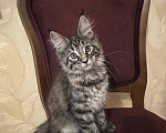 Кошки в Липецке: Котенок мейн-кун полидакт Девочка, 45 000 руб. - фото 1