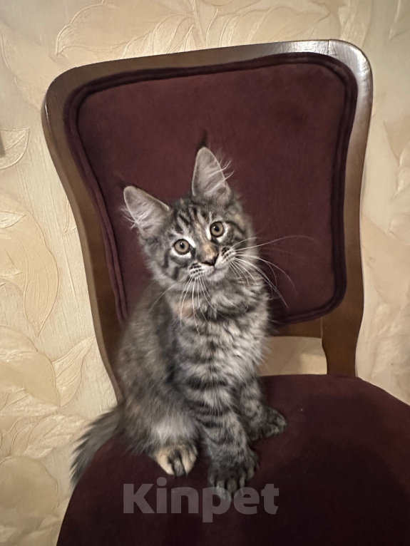 Кошки в Липецке: Котенок мейн-кун полидакт Девочка, 45 000 руб. - фото 1