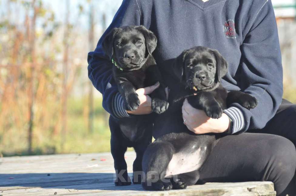 Собаки в Ижевске: Щенки лабрадора ретривера! Мальчик, 60 000 руб. - фото 6