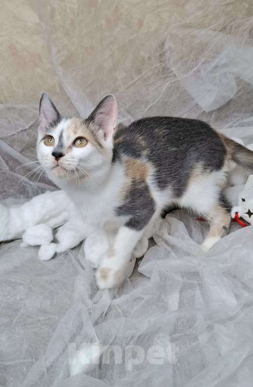 Кошки в Москве: Котёнок с ромбиком на носу в добрые руки  Девочка, Бесплатно - фото 2