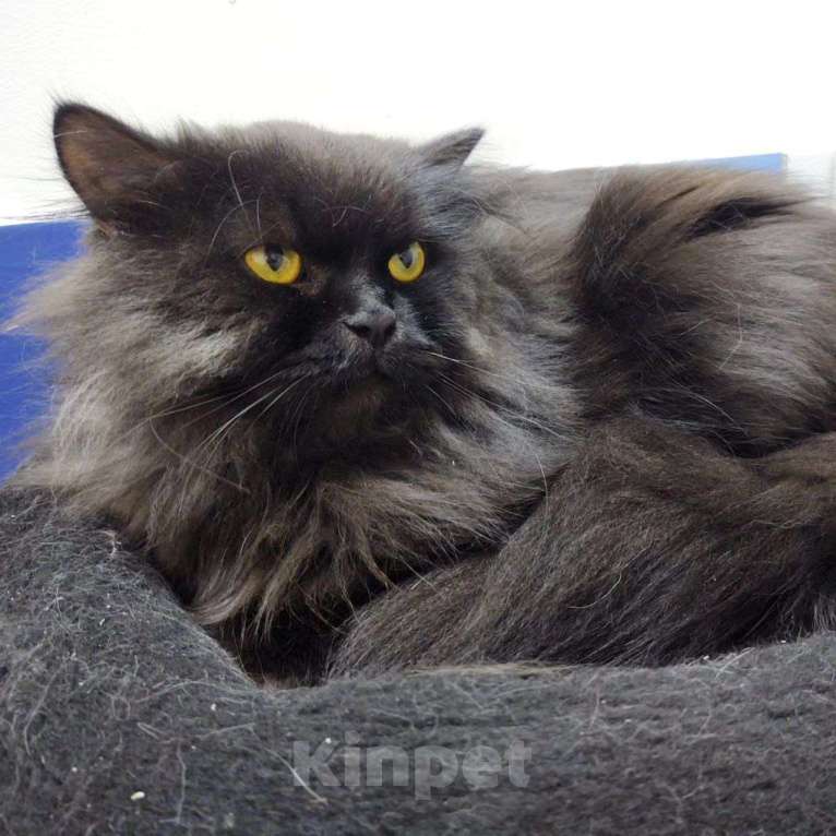 Кошки в Москве: Пушистый, породистый и никому не нужный Мальчик, Бесплатно - фото 4