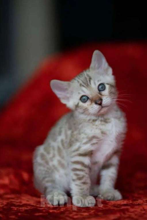 Кошки в Самаре: Бенгальские котятки минк окраса, 20 000 руб. - фото 1